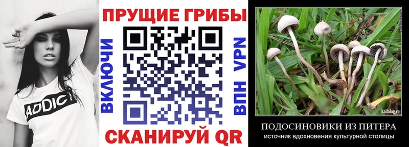 хочу наркоту  Белебей  Псилоцибиновые грибы Magic Shrooms 